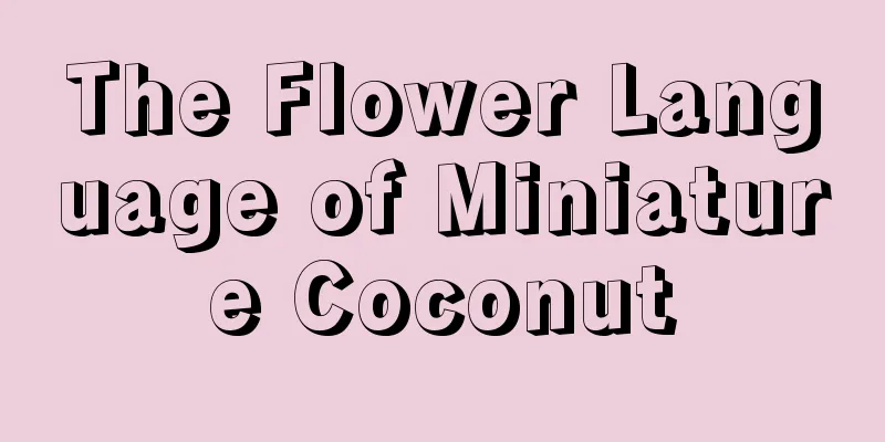 The Flower Language of Miniature Coconut