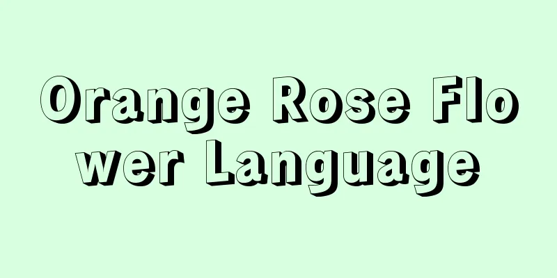 Orange Rose Flower Language