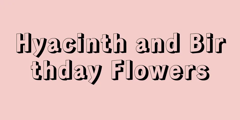 Hyacinth and Birthday Flowers