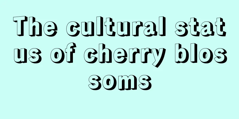 The cultural status of cherry blossoms