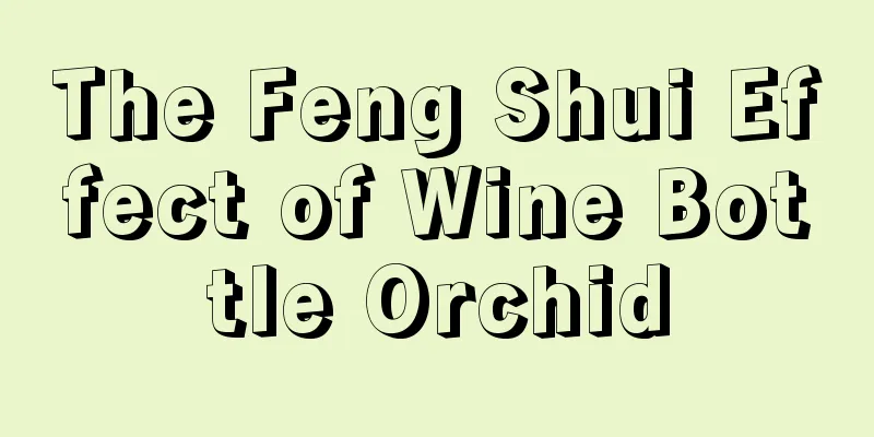 The Feng Shui Effect of Wine Bottle Orchid