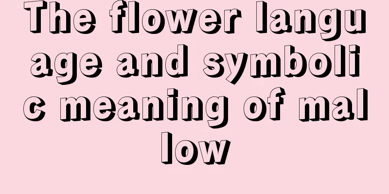 The flower language and symbolic meaning of mallow