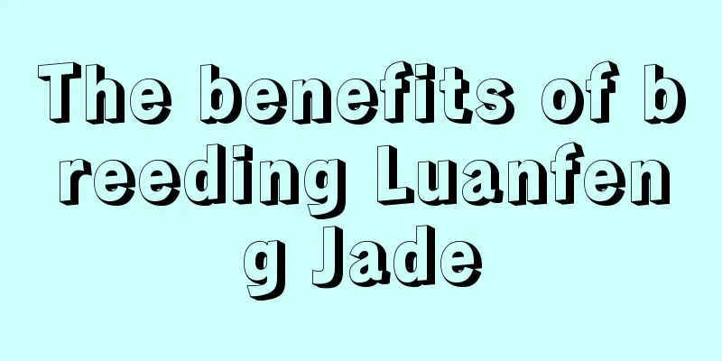 The benefits of breeding Luanfeng Jade