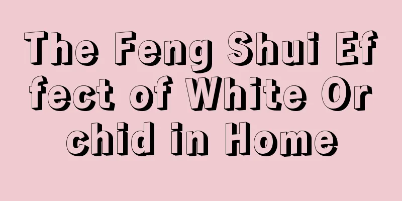 The Feng Shui Effect of White Orchid in Home