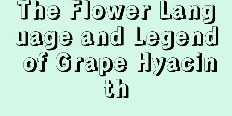 The Flower Language and Legend of Grape Hyacinth