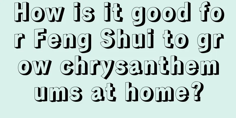 How is it good for Feng Shui to grow chrysanthemums at home?