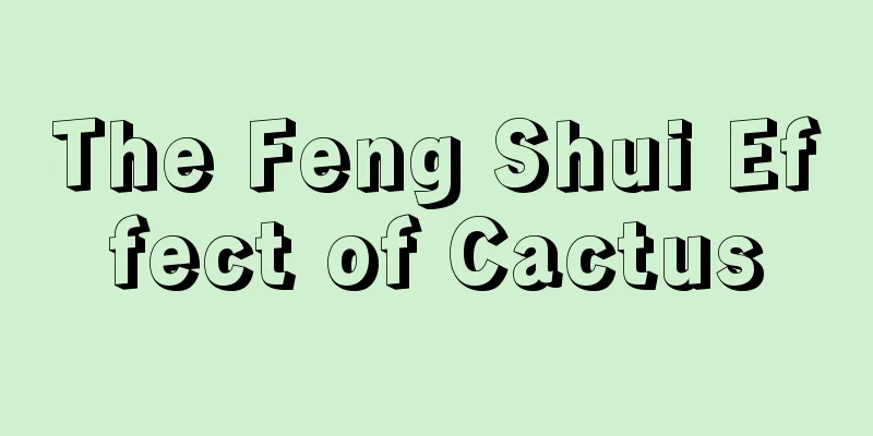 The Feng Shui Effect of Cactus