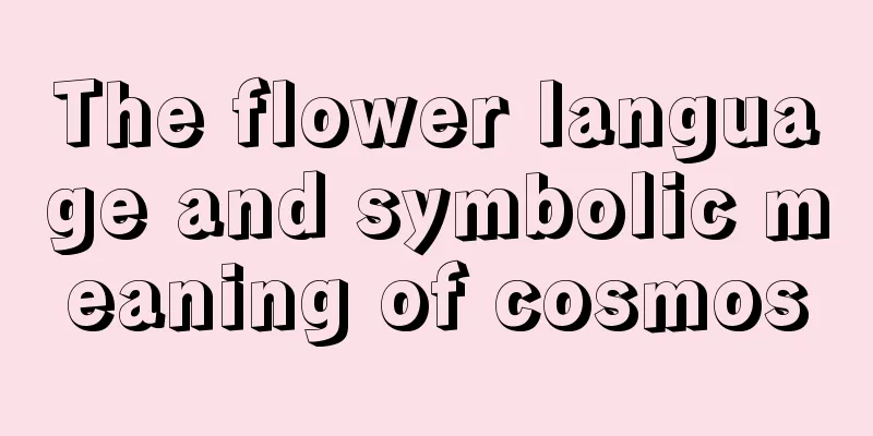 The flower language and symbolic meaning of cosmos