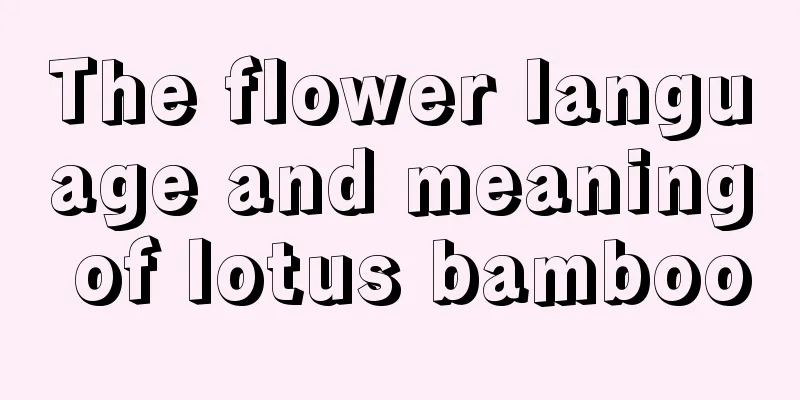 The flower language and meaning of lotus bamboo