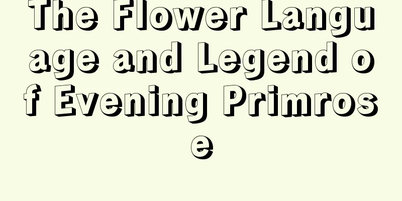 The Flower Language and Legend of Evening Primrose