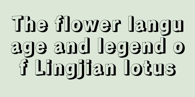 The flower language and legend of Lingjian lotus