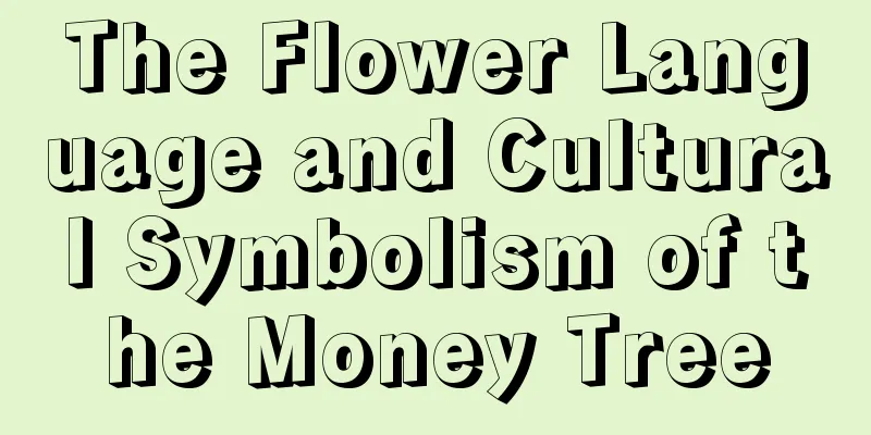 The Flower Language and Cultural Symbolism of the Money Tree