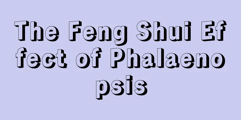 The Feng Shui Effect of Phalaenopsis