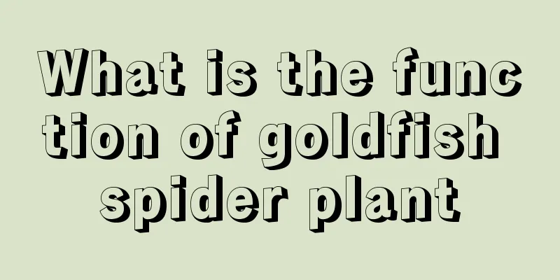 What is the function of goldfish spider plant