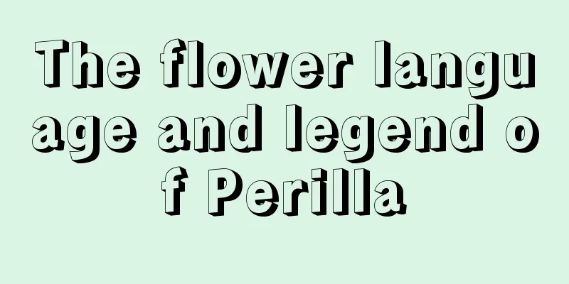 The flower language and legend of Perilla