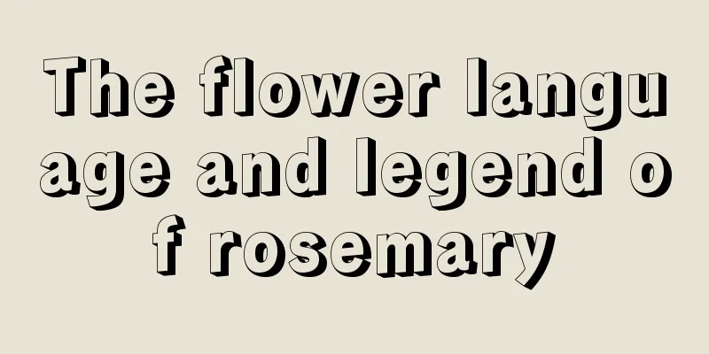 The flower language and legend of rosemary