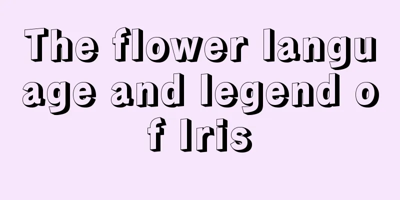 The flower language and legend of Iris