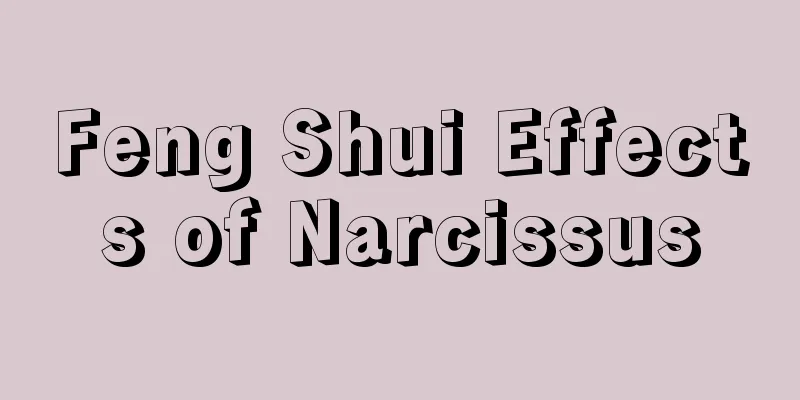 Feng Shui Effects of Narcissus