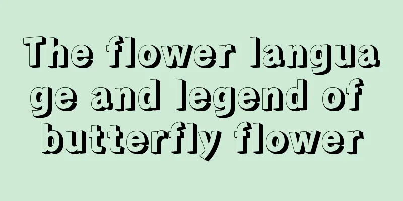 The flower language and legend of butterfly flower