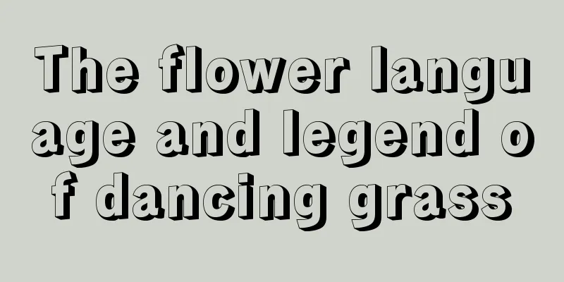 The flower language and legend of dancing grass