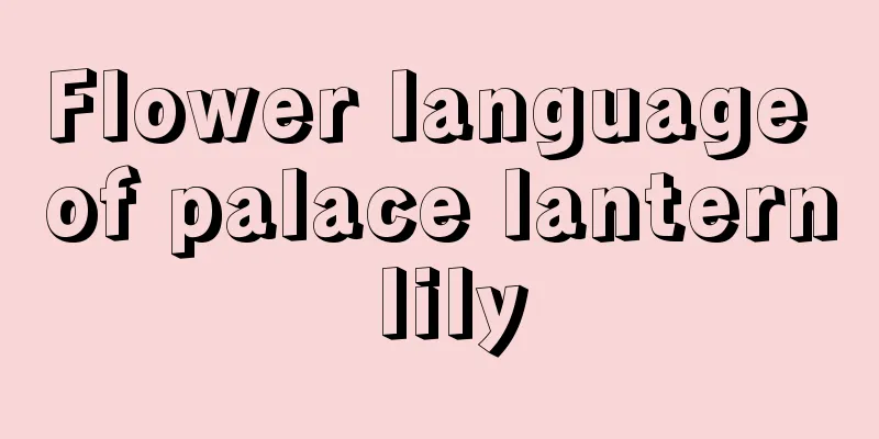 Flower language of palace lantern lily