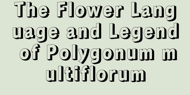 The Flower Language and Legend of Polygonum multiflorum