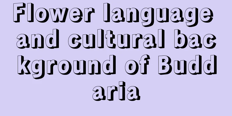 Flower language and cultural background of Buddaria