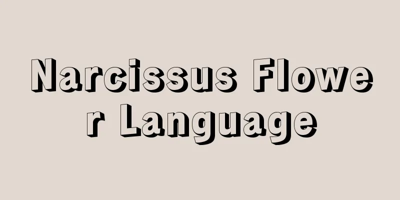 Narcissus Flower Language