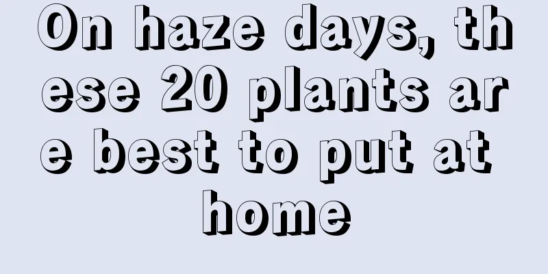 On haze days, these 20 plants are best to put at home