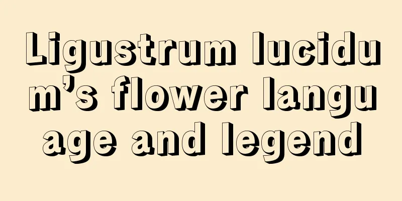 Ligustrum lucidum’s flower language and legend