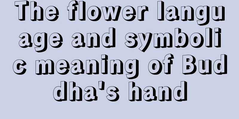 The flower language and symbolic meaning of Buddha's hand