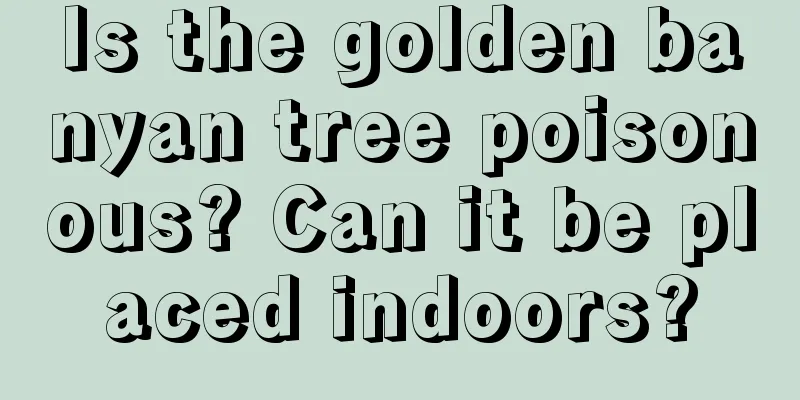 Is the golden banyan tree poisonous? Can it be placed indoors?