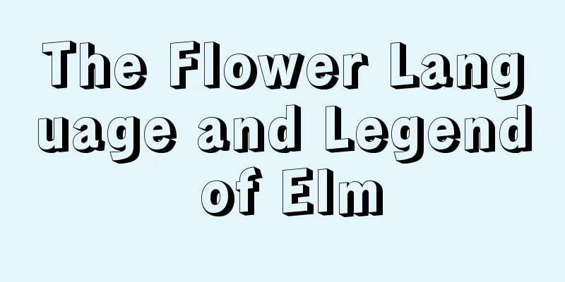 The Flower Language and Legend of Elm