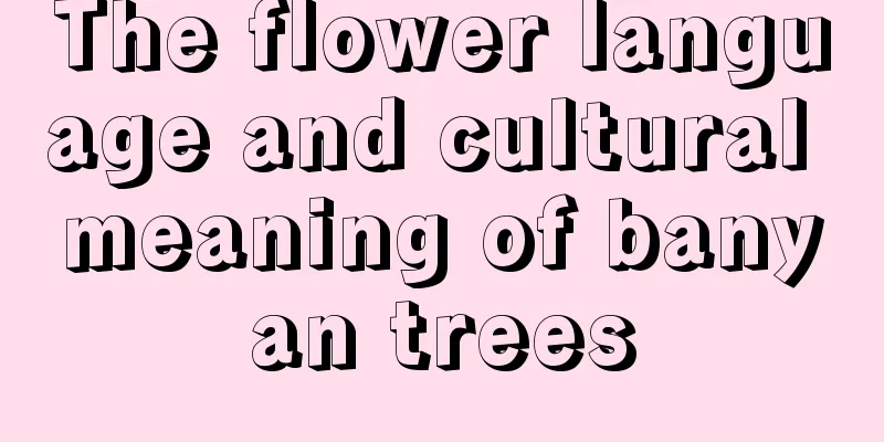 The flower language and cultural meaning of banyan trees