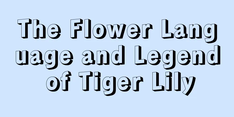 The Flower Language and Legend of Tiger Lily