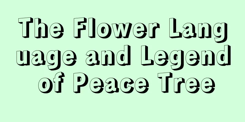 The Flower Language and Legend of Peace Tree