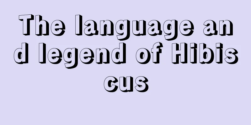 The language and legend of Hibiscus