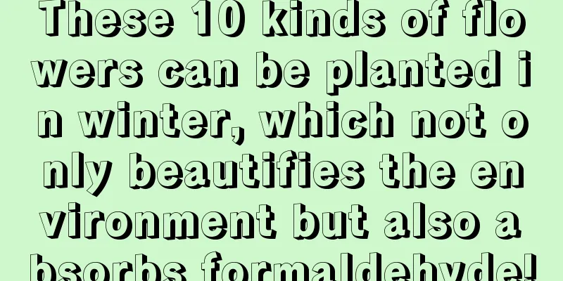 These 10 kinds of flowers can be planted in winter, which not only beautifies the environment but also absorbs formaldehyde!