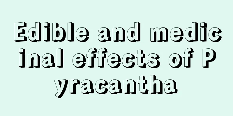 Edible and medicinal effects of Pyracantha