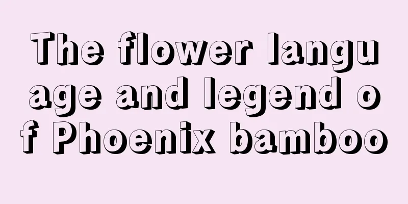 The flower language and legend of Phoenix bamboo