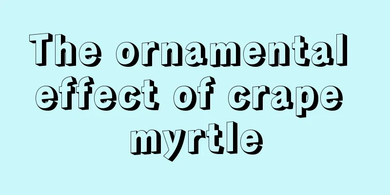 The ornamental effect of crape myrtle