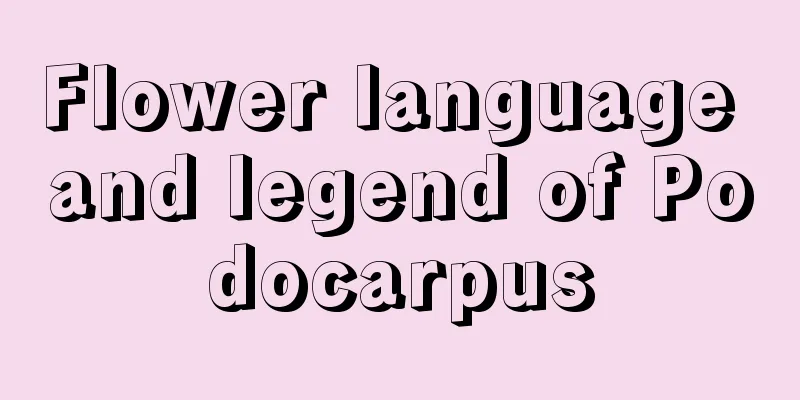 Flower language and legend of Podocarpus