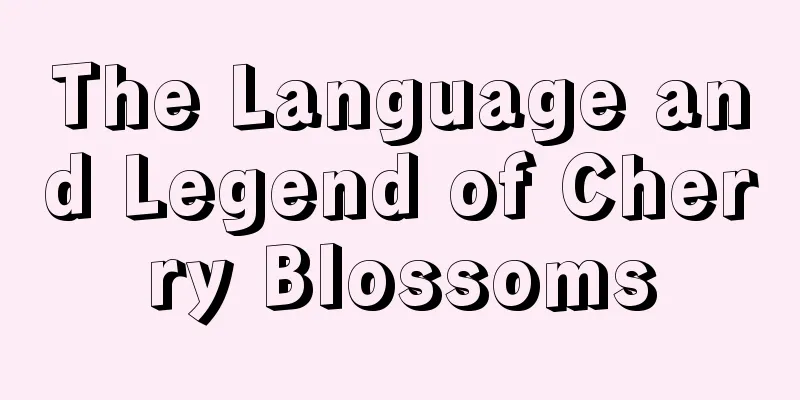 The Language and Legend of Cherry Blossoms