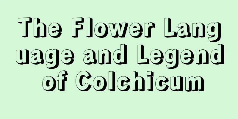 The Flower Language and Legend of Colchicum