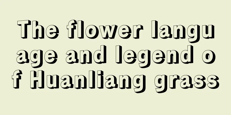 The flower language and legend of Huanliang grass