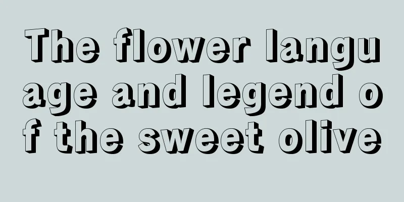 The flower language and legend of the sweet olive