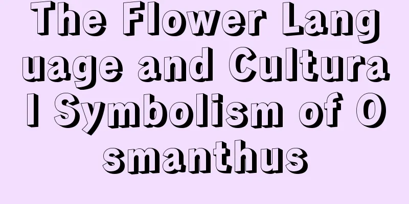 The Flower Language and Cultural Symbolism of Osmanthus