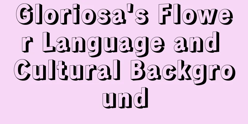 Gloriosa's Flower Language and Cultural Background