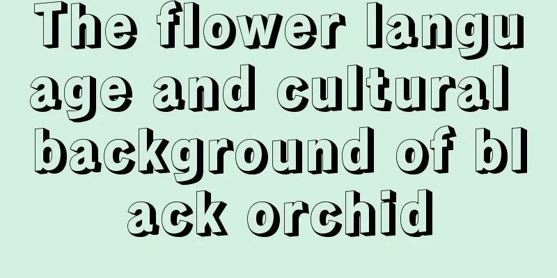 The flower language and cultural background of black orchid