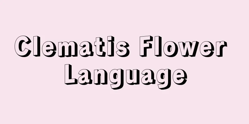 Clematis Flower Language